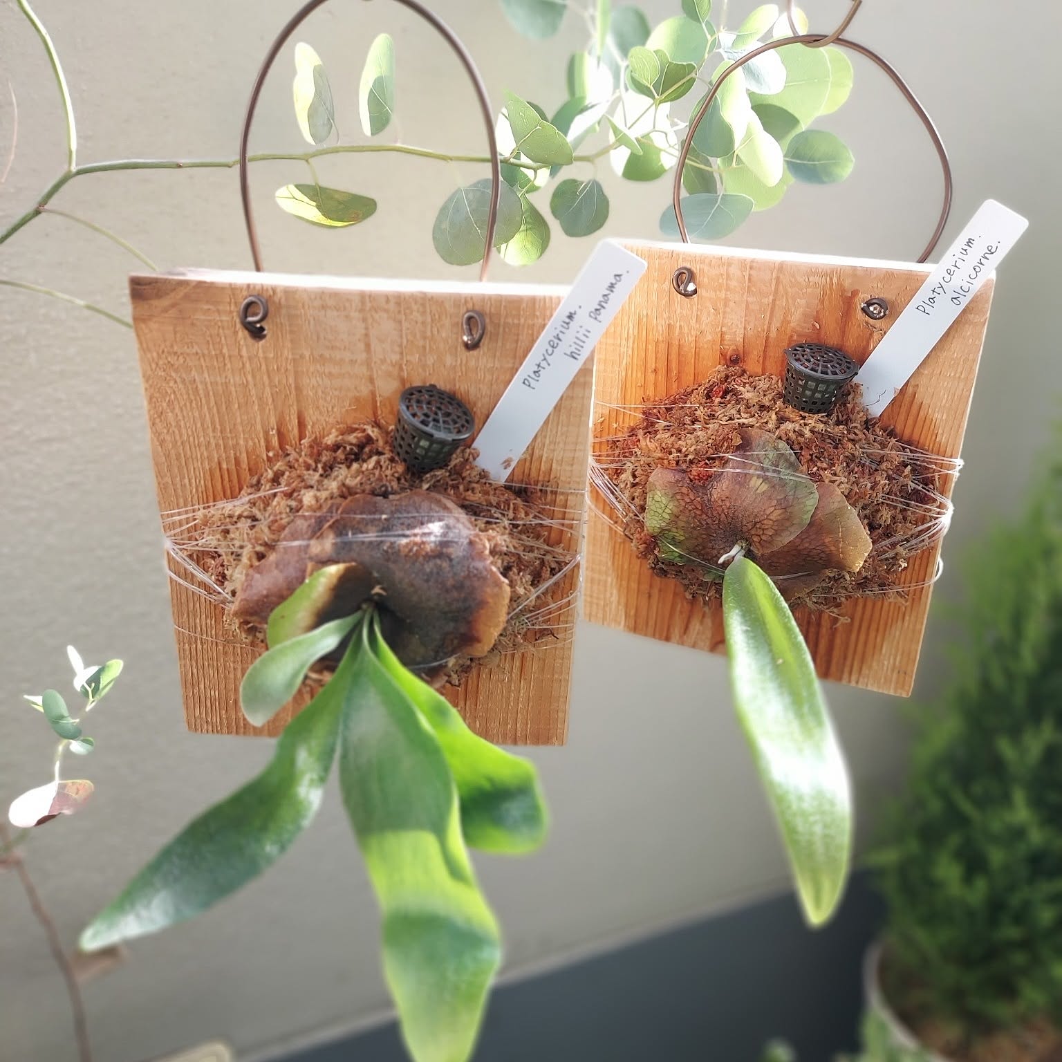 現物「プラティセリウム・アルシコルネ 吊り」7号 Platycerium