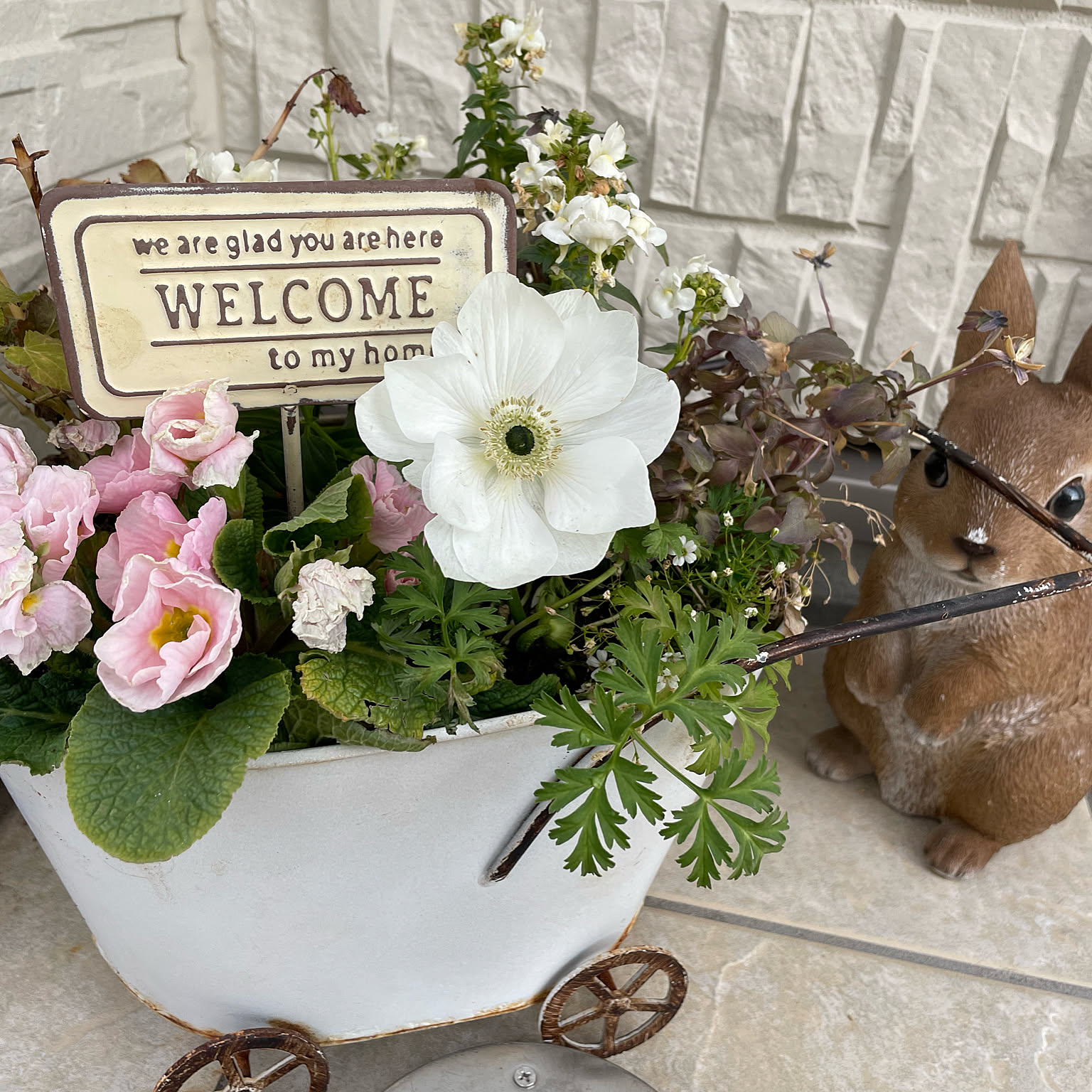 アネモネ咲き始めました/アネモネ寄せ植え/アネモネ/ワイルド