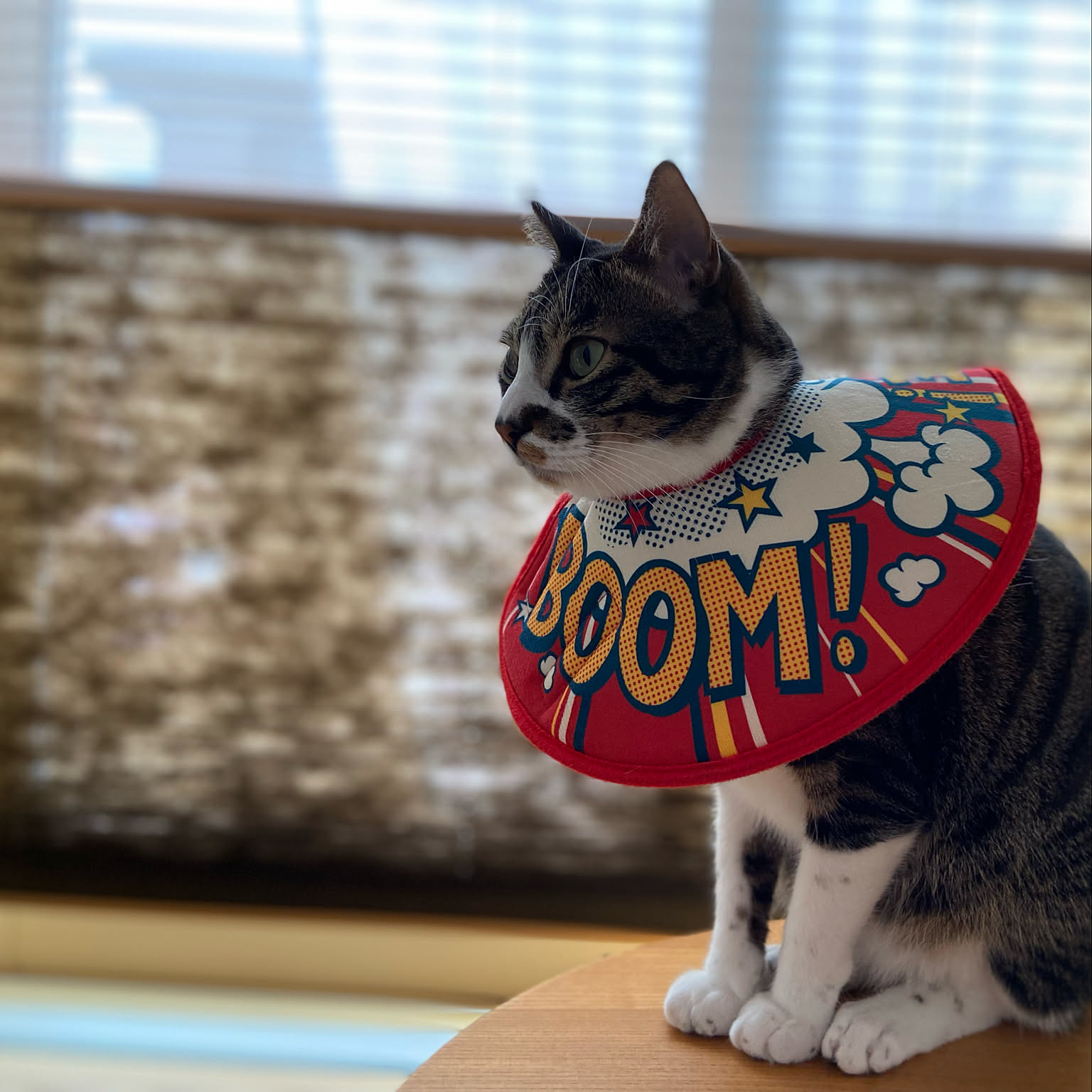 エリザベスカラー/AWESOME STORE/オーサムストア/不器用です…/猫好き