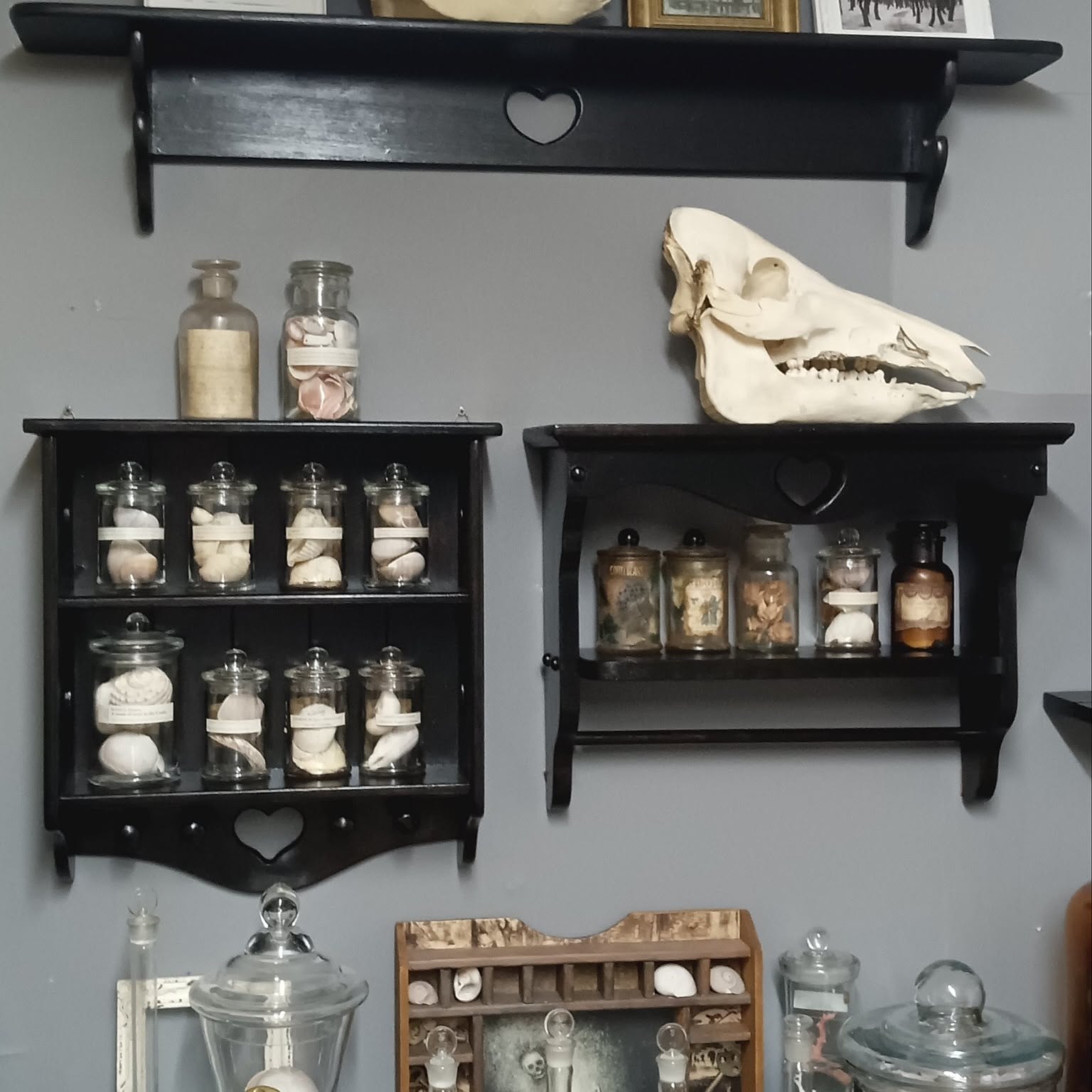 標本 骨格標本のおしゃれなアレンジ・飾り方のインテリア実例