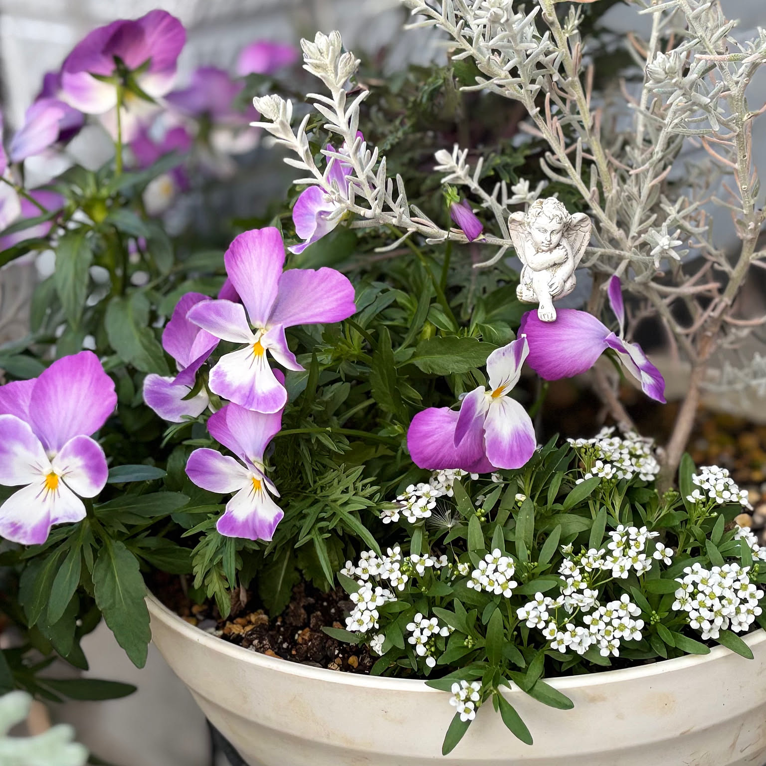 寄せ植え 白い鉢のおすすめ商品とおしゃれな実例 ｜ RoomClip（ルーム
