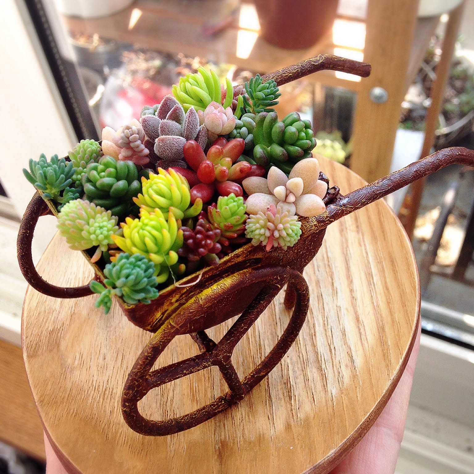 ☆多肉植物 寄せ植え〜手作り木製カート寄せ〜☆ 【公式通販】