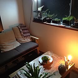 部屋全体/観葉植物/一人暮らし/照明/水槽...などのインテリア実例 - 2016-01-26 17:50:49