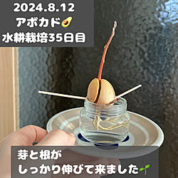 キッチン/観葉植物/植物/ガーデニング/アボカド...などのインテリア実例 - 2024-08-12 07:49:38