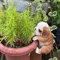 部屋全体/セダム/観葉植物/多肉植物/ガーデニング初心者...などのインテリア実例 - 2024-08-21 16:50:12