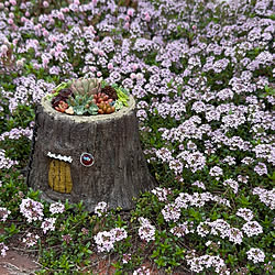 玄関/入り口/多肉寄せ植え/手作りの鉢/多肉植物/植物に癒される...などのインテリア実例 - 2024-04-12 18:05:08