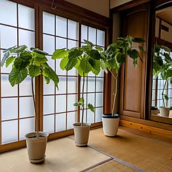 部屋全体/シンボルツリー/観葉植物/ニチニチソウ/ガラスピッチャー...などのインテリア実例 - 2024-08-19 08:35:35