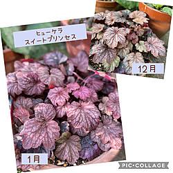 ヒューケラ/ヒューケラ　スイートプリンセス/冬/植物のある暮らし/逢...などのインテリア実例 - 2023-01-09 09:01:13