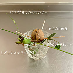 アボカド水栽培/ナチュラルインテリア/グリーンのある暮らし/いいねありがとうございます♡/建売り一戸建て...などのインテリア実例 - 2022-05-05 21:18:49