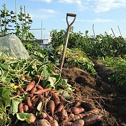 安納芋収穫/お祭中/季節を感じる暮らし/秋は行事満載/いつもいいねやコメントありがとう♡...などのインテリア実例 - 2016-10-09 09:40:04