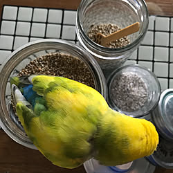 キッチン/百均タイル/タイル/インコ/とりさん...などのインテリア実例 - 2018-08-10 22:47:43