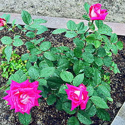 玄関/入り口/花のある暮らし/バラ/薔薇/薔薇のある暮らし...などのインテリア実例 - 2024-05-10 12:45:55