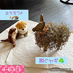 コツメカワウソのうそ太郎/コツメカワウソ/豆柴のコロ助/豆柴/ヤギ夫...などのインテリア実例 - 2022-07-31 19:39:23