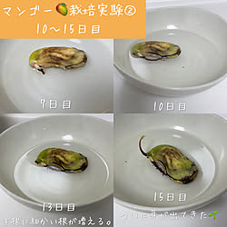 キッチン/種から育てる/植物/水耕栽培/マンゴー...などのインテリア実例 - 2023-07-25 07:45:16