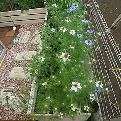 部屋全体/花のある暮らし/庭/多肉植物のある暮らし/グリーンのある暮らし...などのインテリア実例 - 2022-05-17 10:49:10