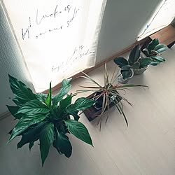 部屋全体/いいね！ありがとうございます◡̈♥︎/フィカスルビー/観葉植物のある暮らし/3COINSのインテリア実例 - 2024-06-23 11:19:28