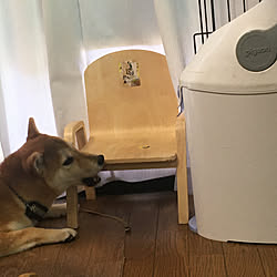 愛犬が噛む専用家具/噛んでいい家具をつくればいい！/噛んでいい椅子/いいね！コメントありがとうございます☆/いいね、フォロー本当に感謝デス☺︎...などのインテリア実例 - 2020-10-21 11:34:17