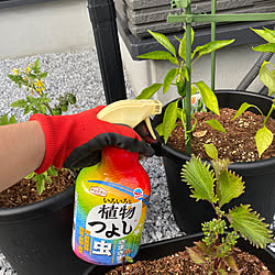 いろいろな植物つよし/アースガーデン/害虫対策/植物のある暮らし/ガーデニング...などのインテリア実例 - 2023-05-29 20:59:33