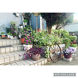 玄関/入り口/玄関アプローチ/まだビオラ持ってます/花のある暮らし/観葉植物...などのインテリア実例 - 2024-05-19 20:52:42