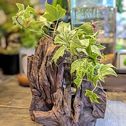 棚/ひとり暮らし/流木ディスプレイ/ワンコと暮らす家/観葉植物のある暮らし...などのインテリア実例 - 2023-06-26 22:42:39