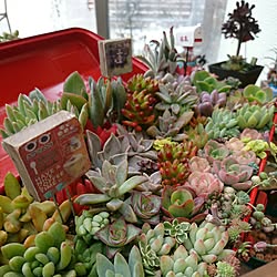 工具箱/多肉植物/多肉植物寄せ植え/植物のある暮らし/サンルーム...などのインテリア実例 - 2017-02-09 09:21:36