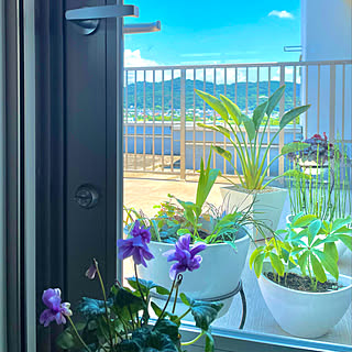 ガーデニング/ルーフバルコニー/部屋全体には、お花、グリーンupしてます/夏支度/部屋全体...などのインテリア実例 - 2021-07-22 11:52:05