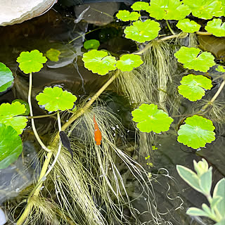 水草/メダカ/ビオトープ/庭/植物のある暮らし...などのインテリア実例 - 2022-04-03 20:10:04