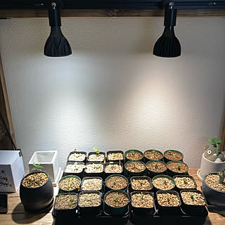 LED照明/植物棚/塊根植物/植物のある暮らし/植物育成LEDライト...などのインテリア実例 - 2022-05-31 18:09:29