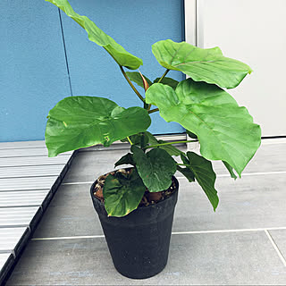 鉢底から根がこんにちは/梅雨の間もお外/観葉植物/元値ワンコイン以下/次から次へと葉が出てきます...などのインテリア実例 - 2020-07-18 03:41:33