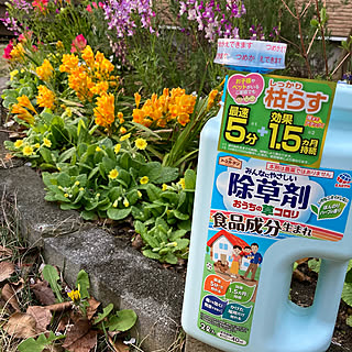 庭の花/アースガーデン/除草/植物のある暮らし/ガーデニング...などのインテリア実例 - 2021-04-02 21:02:22