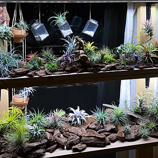 部屋全体/植物のある暮らし/家カフェ/LED/NO GREEN NO LIFE...などのインテリア実例 - 2019-01-22 16:09:02