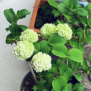 オオデマリの花/ガーデニング/フォロワー様いつもありがとうございます♡/コメントお気遣いなく(⁎ᴗ͈ˬᴗ͈⁎)/コメント苦手です(⌒ー⌒；)...などのインテリア実例 - 2022-04-17 14:05:18