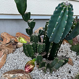 越冬済　木質化　柱サボテン 鬼面角　4発根　サボテンブランチ　サボテン 越冬済み 柱サボテン 鬼面角 4頭発根 サボテンブランチ ドライ