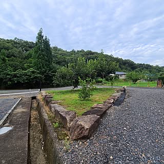 部屋全体/家庭菜園/レモンの木/レモンの実がなりました。/剪定は暑さが落ち着いたら...などのインテリア実例 - 2023-08-18 06:58:03