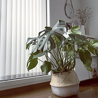 部屋全体/観葉植物/楽天で買ったもの/海外インテリアに憧れる/ホワイトインテリア...などのインテリア実例 - 2016-06-20 14:02:23