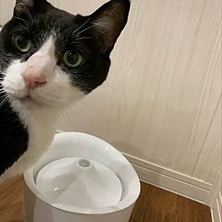 はちわれ猫/息子からのプレゼント/ねこのいる暮らし/猫用給水器/ピュアクリスタル...などのインテリア実例 - 2022-08-08 12:13:38