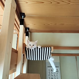 壁/天井/DIY/猫/和室/キャットタワー...などのインテリア実例 - 2023-08-15 15:38:38