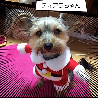 クリスマス/一人暮らし/リビング/愛犬♥️ティアラ/犬...などのインテリア実例 - 2015-12-17 13:31:53