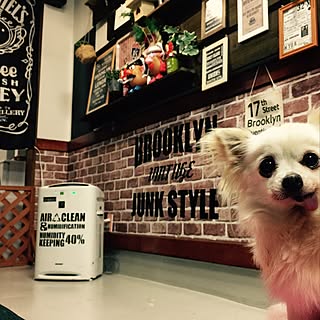 壁/天井/写真飾り/空気清浄機リメイク/ジャックダニエル/おばあちゃん犬...などのインテリア実例 - 2017-01-07 23:09:00