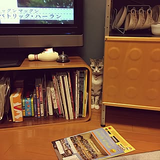 リビング/猫部屋/ねこのいる日常/ねこばかりですいません/ねこ部屋...などのインテリア実例 - 2017-02-19 22:55:46