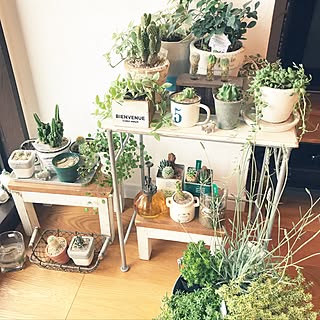 部屋全体/日替わり投稿企画!木曜日/植物/観葉植物/グリーンのある暮らし...などのインテリア実例 - 2017-06-08 22:06:47