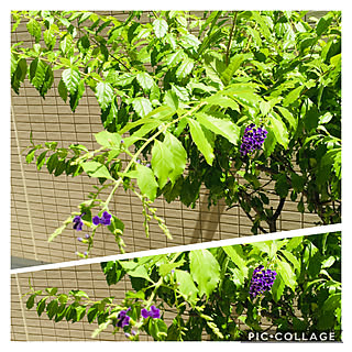 暑さに負けるな/花の有る暮らし/毎年咲く/紫色の花/デュランタ・タカラヅカ...などのインテリア実例 - 2020-08-13 12:20:44