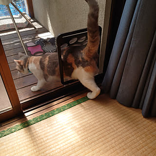 玄関/入り口/癒し/夏/猫と暮らす/保護猫...などのインテリア実例 - 2022-08-07 10:11:12