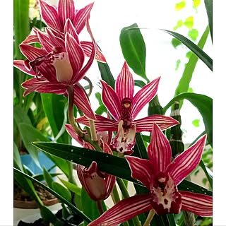 墨蘭/Cymbidium sinense/Toronto/観葉植物のインテリア実例 - 2017-01-13 10:31:26