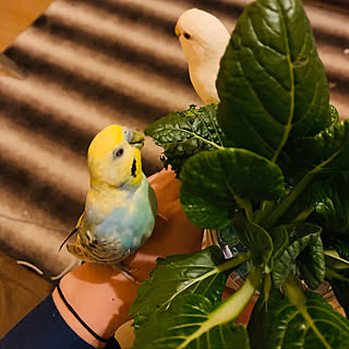 家庭菜園/植物のある暮らし/水耕栽培のある暮らし/インコ部/インコのいる暮らし...などのインテリア実例 - 2021-02-27 02:21:50