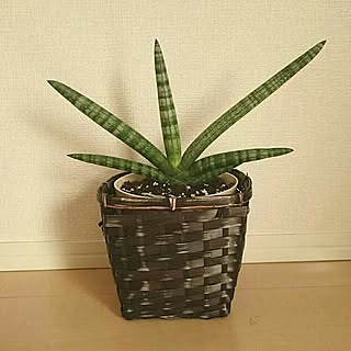 多肉植物/サンスベリア/ボンセレンシス/480円/新入り...などのインテリア実例 - 2016-11-09 11:47:51