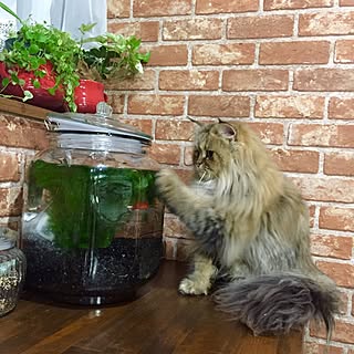 棚/ねこのいる風景/金魚/観葉植物/レンガ壁紙...などのインテリア実例 - 2016-02-08 19:36:09