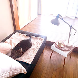 ねこばかりすみませんm(._.)m/ねこ/ねこのいる日常/夏のスペシャルクーポン/RoomClipショッピング...などのインテリア実例 - 2021-09-05 13:56:35