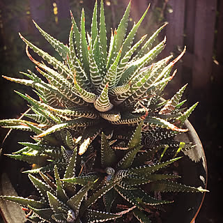 Toronto/多肉植物/succulent plantsのインテリア実例 - 2017-10-06 05:11:49