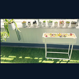 多肉寄せ植え/植物に囲まれて暮らす/多肉植物/北欧/マンションベランダ...などのインテリア実例 - 2021-10-10 08:39:40